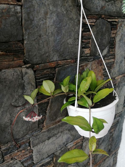 Hoya, "Planta Flor de cera"