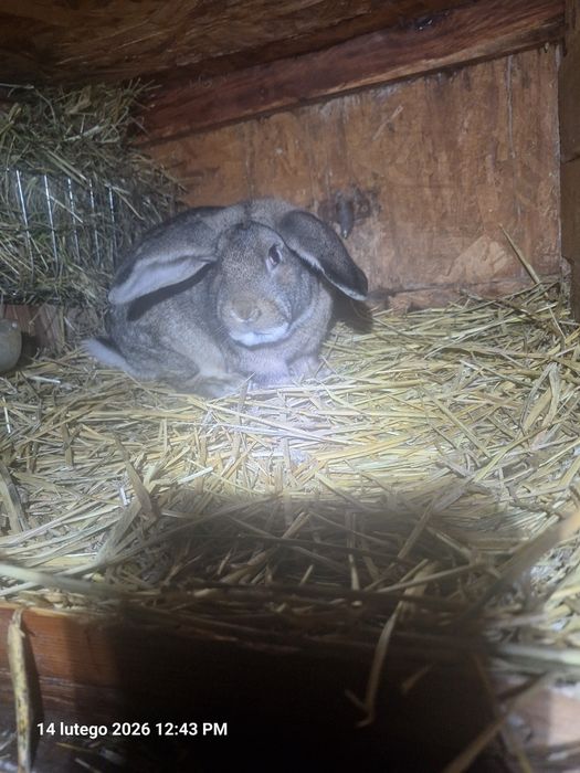 Sprzedam króliki żywe i tuszki