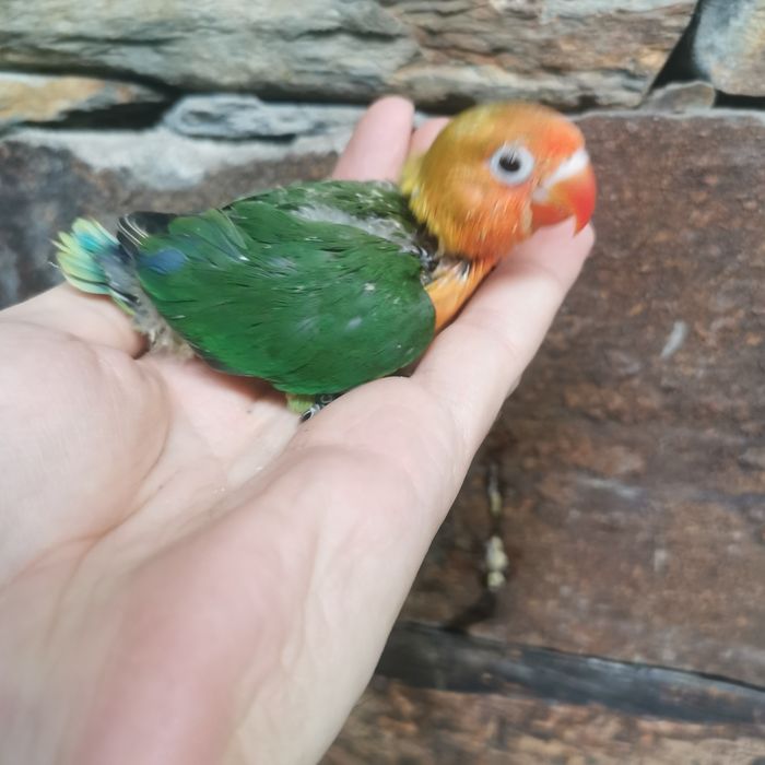 Agapornis criados a mão