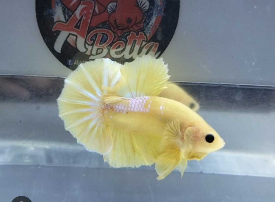 Samica bojownika yellow Hellboy lub bumblebee