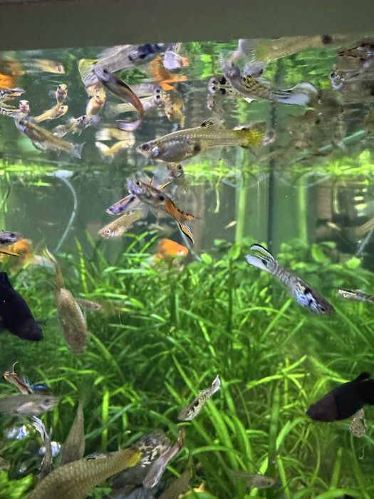 Gupik, gupiki pawie oczko, endlera, tiger