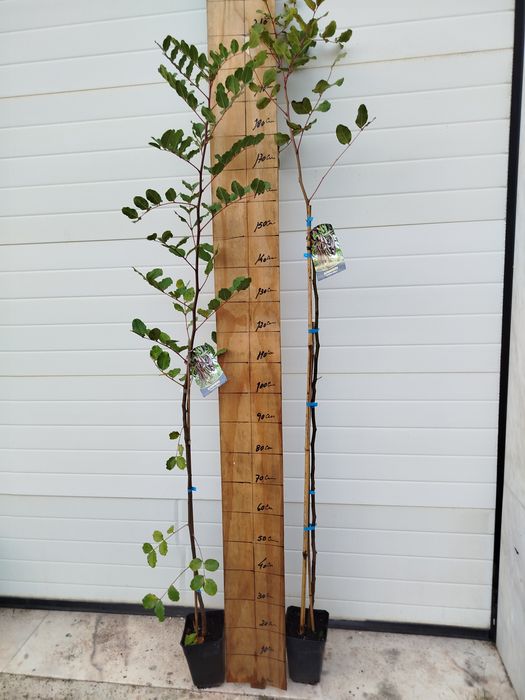 Alfarrobeiras excelentes