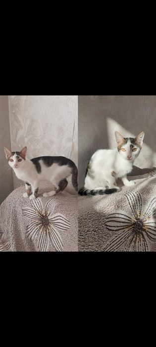 Котенок мальчик бесплатно. Котик. Кот. Котята. Даром.