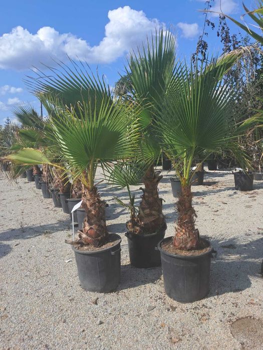Washingtonia robusta Palma