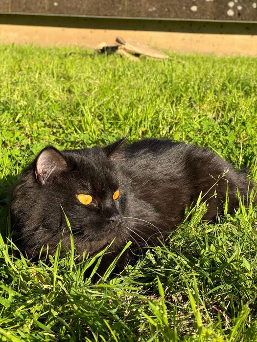 Adoção Gato Fêmea