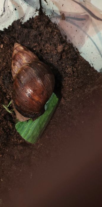 Ślimak afrykański z terrarium