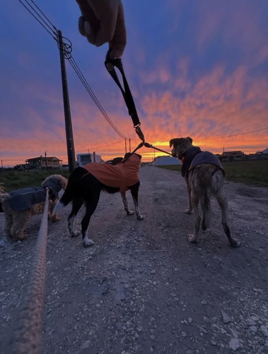 pet sitting e dog walking | cuidados para o seu animal