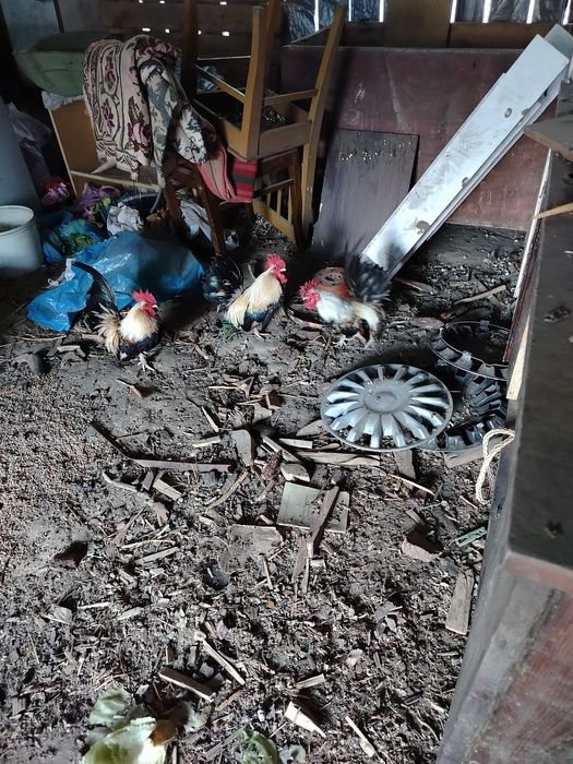 Sprzedam dwuletnie kogutki chabo