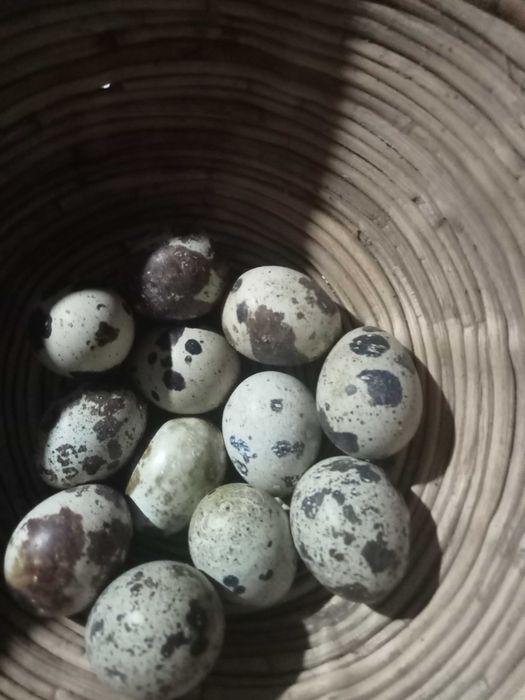 Ovos de codorniz galados