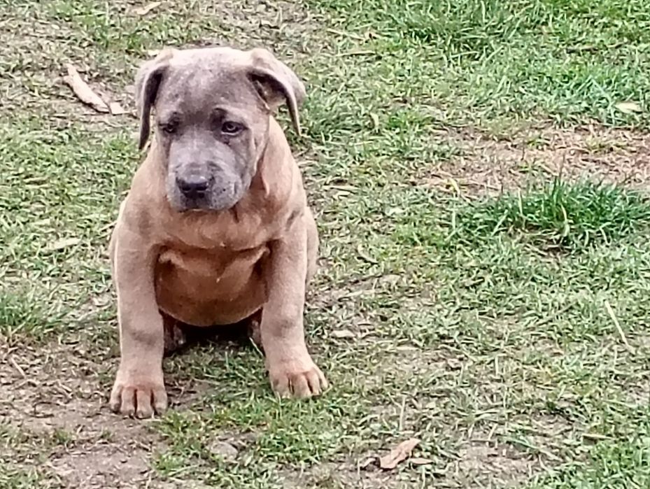 Cane Corso - sunia Formentino