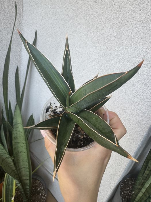 Sansevieria Robuscula variegated