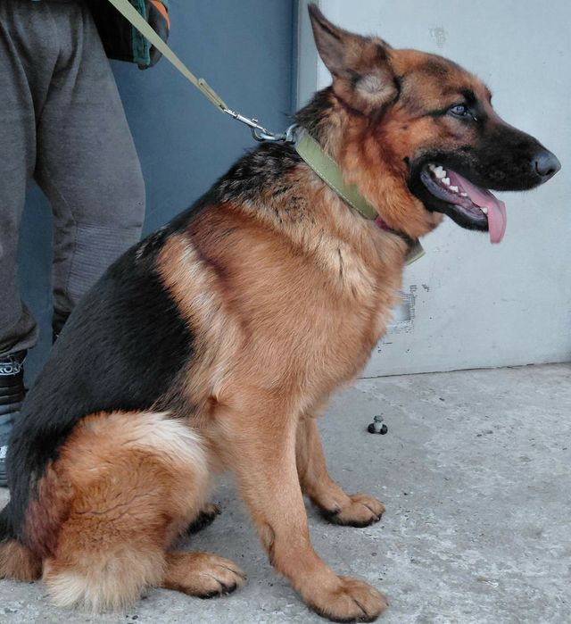 Німецька вівчарка для в'язки, КСУ