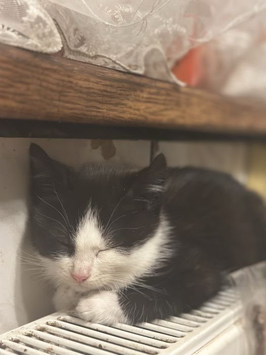 Кошенята в добрі руки