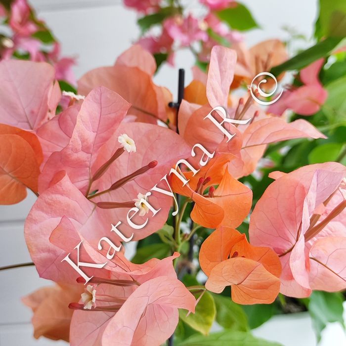 Бугенвілія Bois De Roses!!!