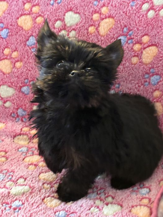 Yorshire Terrier - Suczka