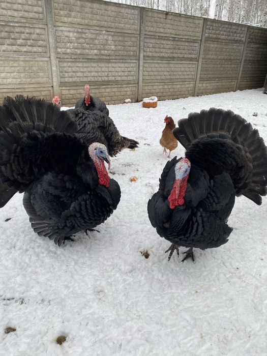 Indyk kanadyjski indyki indory czarne