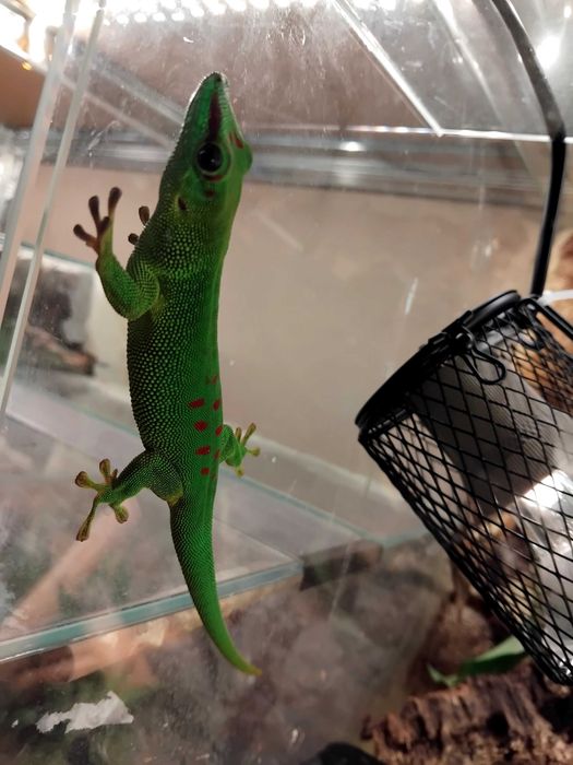 Samica gekona dziennego z terrarium