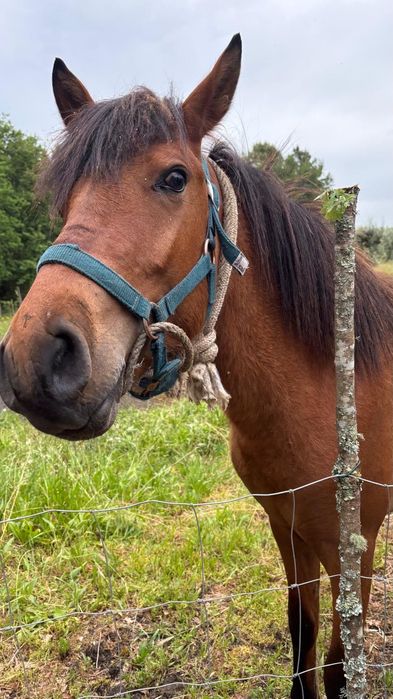 Vendo Cavalo garrano cruzado. Vacinado, chip, livro verde e já com algum maneio, Muito meigo e bem tratado!