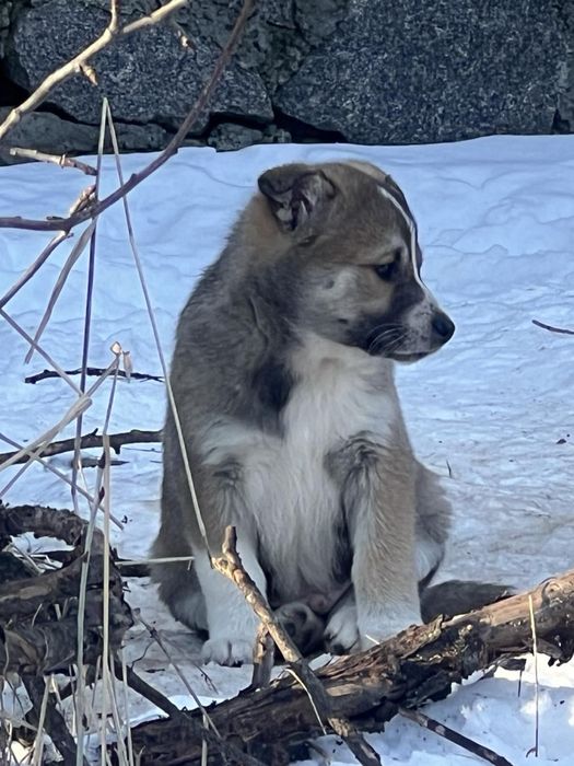 Віддам в добрі руки