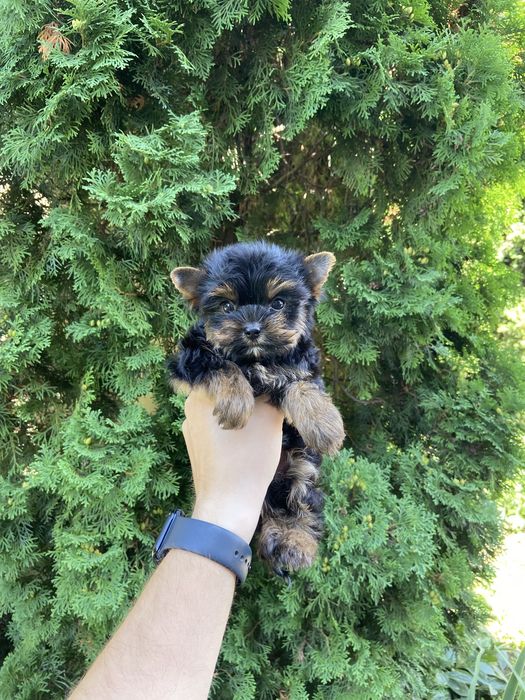 Міні йорк хлопчик – 2 місяці, шукає дім