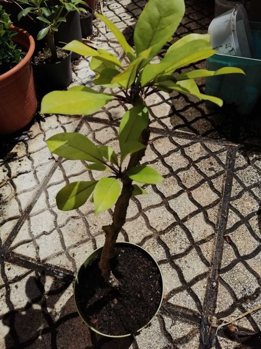 Solandra Grandiflora