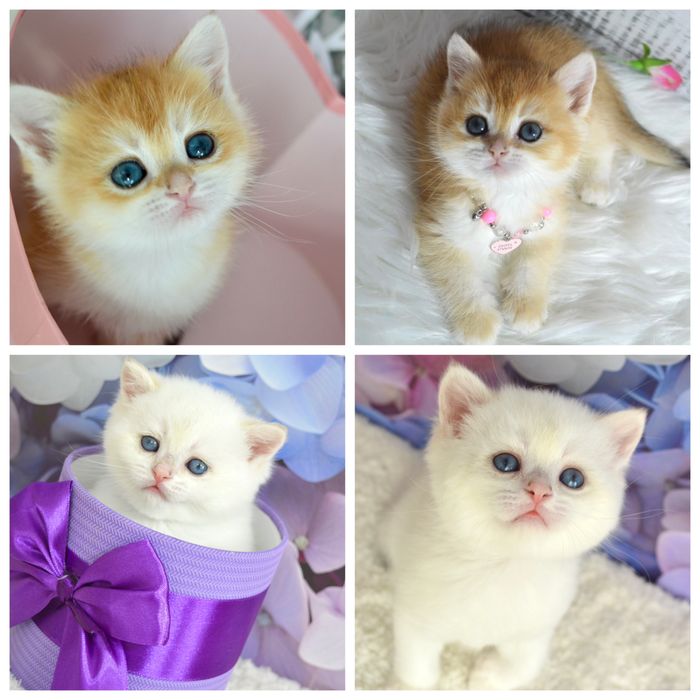 Британская золотая шиншилла /британська золота шиншила