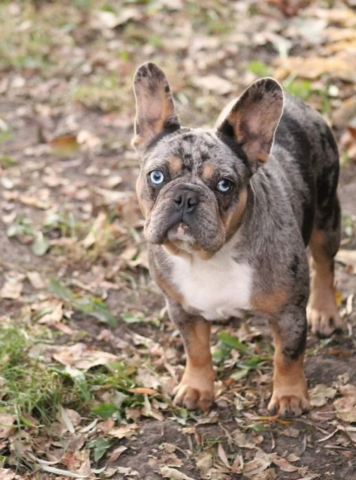 Пожалуйста, помогите найти собаку