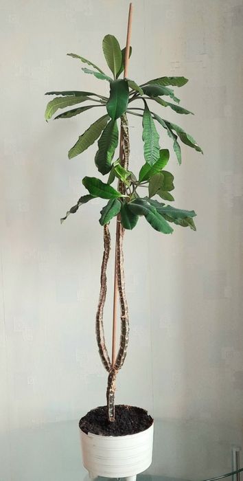 Продам молочай беложильчатый