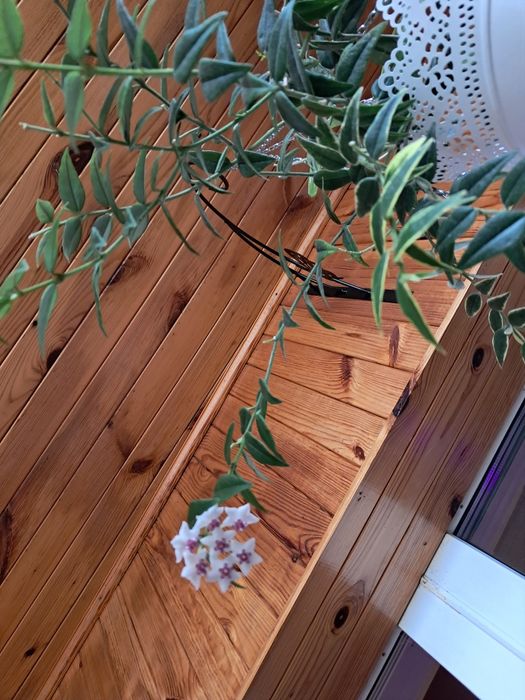 Хойя белла квітуча декілька разів на рік