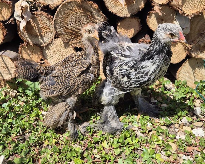 Galinhas jovens– Pekin Lavanda, Brahma e Padovana