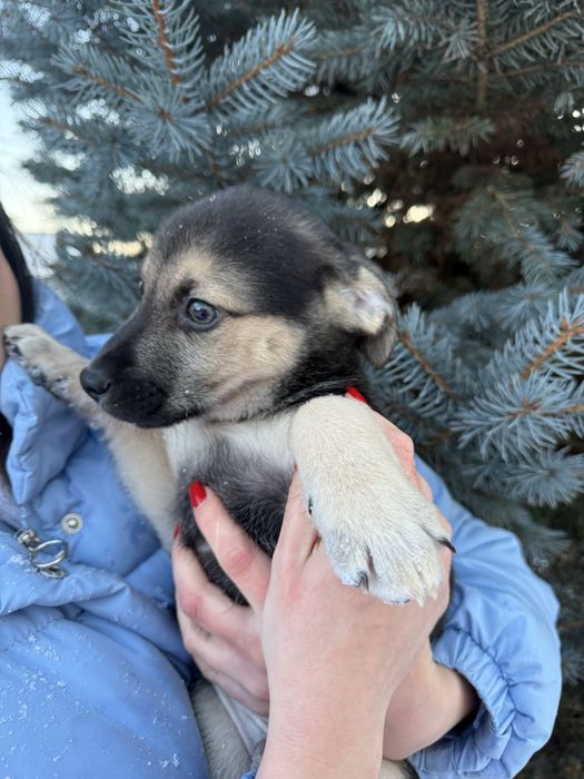 Собачки 2 місяці