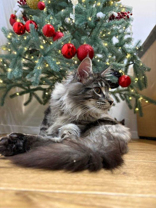 Сріблястий мейн-кун котик з документами WCF та ген тестами батьків