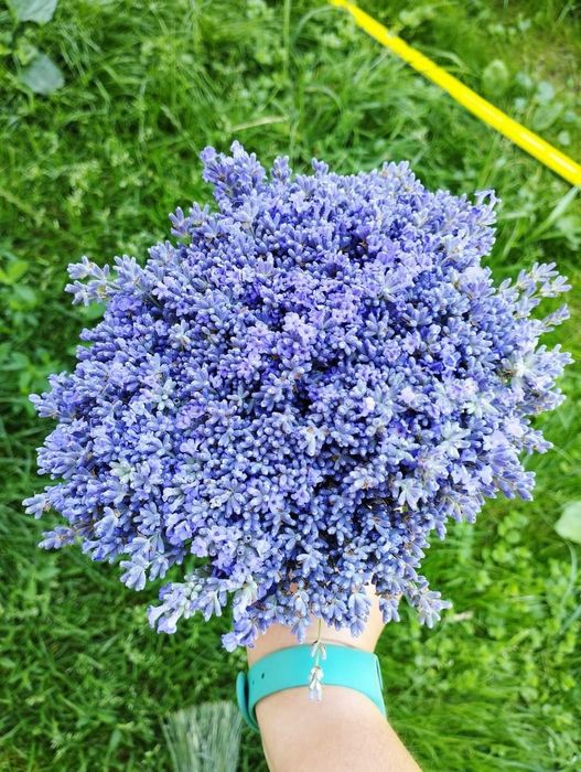 Насіння лаванди свіже