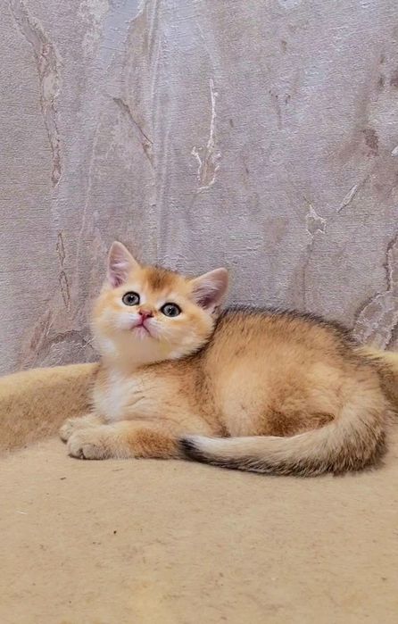 Дууже ласкаві кошенята золота шиншила