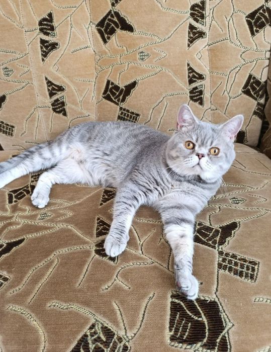 Шотландский голубой пятнистый а24 Гудвин