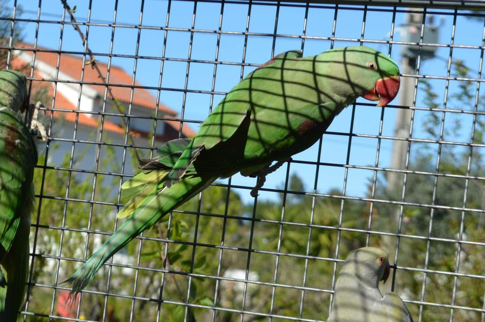 Grande Alexandrino - Macho 2025