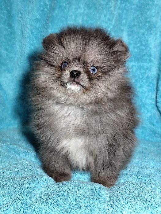 Блакитноокий ведмедик