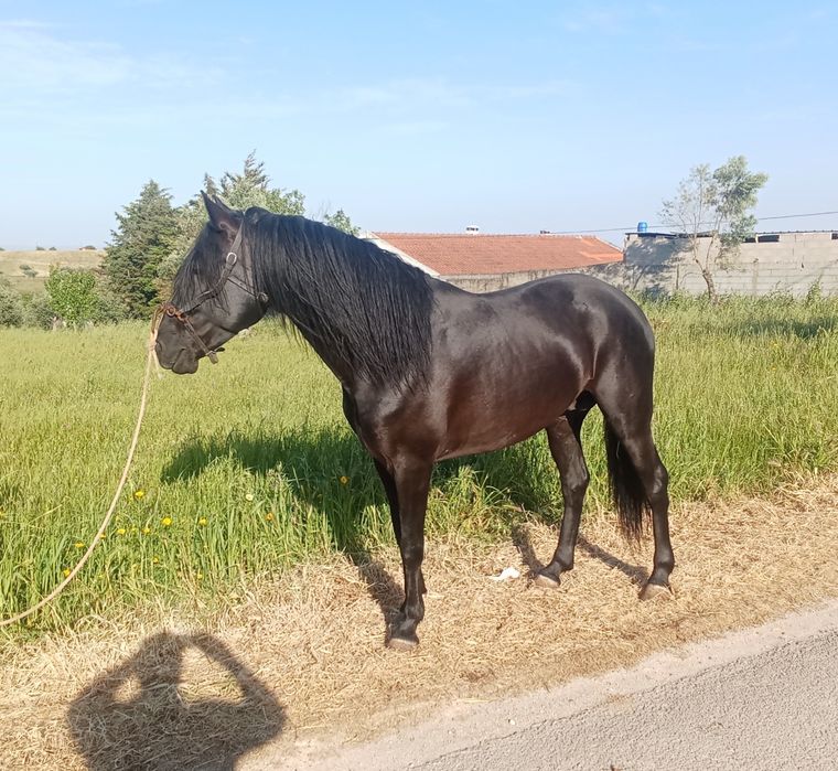 Cavalo lusitano ferro Ortigão Costa