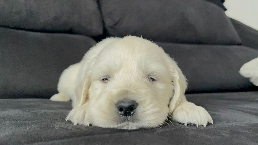 Golden Retriever com Lop e Afixo