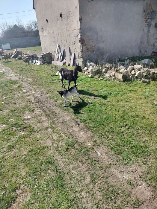 Kozy mleczne kózka koza