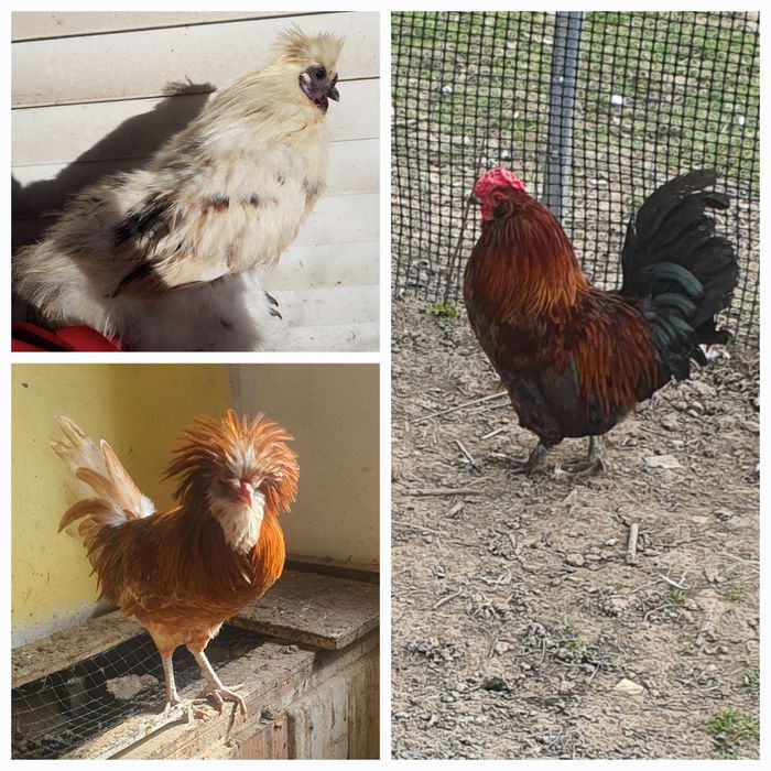 Koguty młode karzełkii silki czubatka wielbłądzia