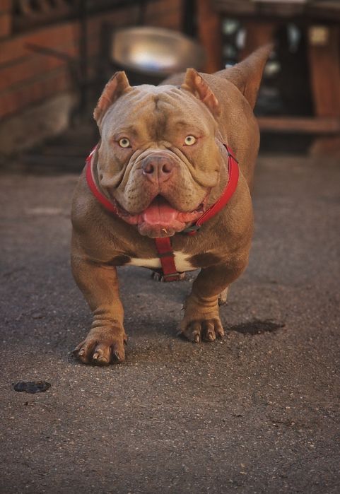 Открыт для вязки кобель Американский Булли (Exotic Bully)