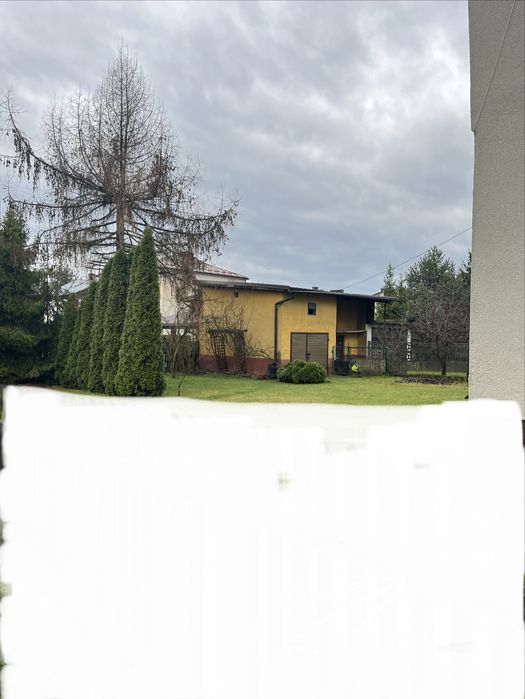 Drzewo Modrzew do samodzielnego wycięcia