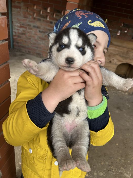 Сибірський хаскі хасята