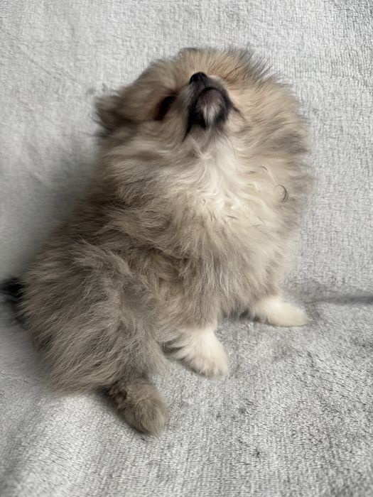 Szpic Miniaturowy Pomeranian Piesek XS Kolor Sable