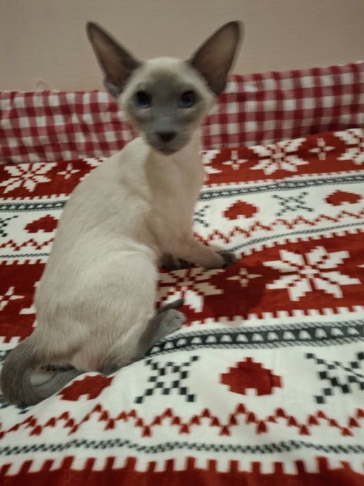 Ориентальный  котик блю поинт окраса