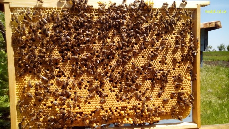 Продам пакети на 10 травня породи бакфаст