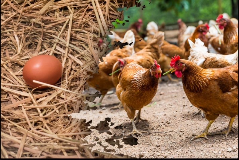 Продам кури несушки! Доставка безкоштовна! Божедаровка