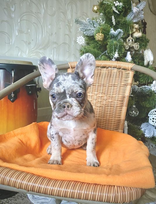 Дівчинка блу мерле 2.5 місяці