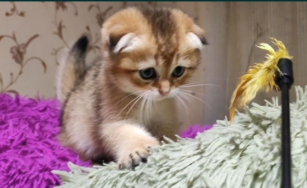 Кошенята золота шиншила